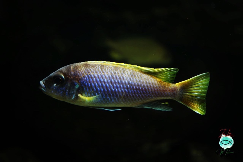 Pseudotropheus sp. 'acei' Luwala Reef